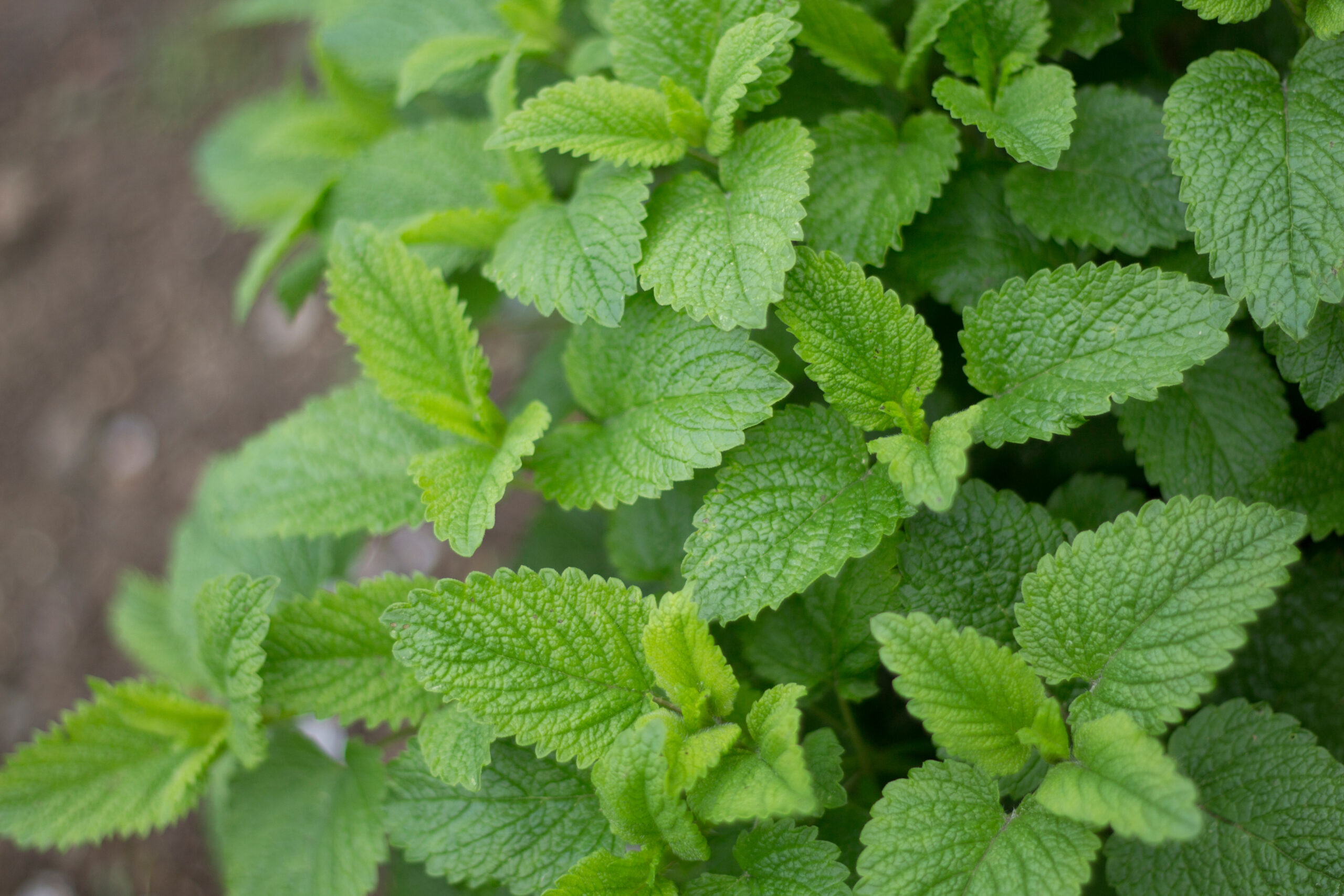 Lemon Balm Pesto Recipe - Grit